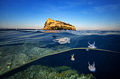 Mauve stinger jellyfish (Pelagia noctiluca), Aragonese Castle, Ischia Island, Tyrrhenian Sea, Mediterranean Sea