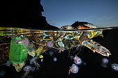 Tortue caouanne (Caretta caretta) et méduses dans les déchets flottants, île de Procida, mer Tyrrhénienne, Mer Méditerranée
