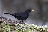 Blackbird (Turdus merla) resting on frosty moss, Vaud, Switzerland