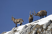 Alpine ibex (Capra ibex) male and female in the alps, Valais, Switzerland.