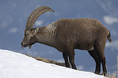 Alpine ibex (Capra ibex) male in the alps, Valais, Switzerland.