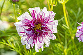 Garden cosmos, Cosmos bipinnatus 'Double Clic Bicolor', flower