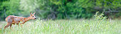 Roe deer (Capreolus capreolus) female listening in a clearing in spring, Ménestreau en Villette, Loiret, Centre Val de Loire Region, France