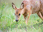 Roe deer (Capreolus capreolus) moulting female eating young blackthorn (Prunus spinosa) shoots in a clearing, Ménestreau en Villette, Loiret, Centre Val de Loire Region, France