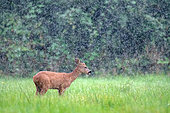 RoeDeer (Capreolus capreolus) young male "buck" eating in the pouring rain in a clearing, Marcilly sur Maulne, Indre et Loire, Centre Val de Loire Region, France