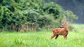Roe deer (Capreolus capreolus) young male "brocard" in the rain in a clearing, Marcilly sur Maulne, Indre et Loire, Centre Val de Loire Region, France