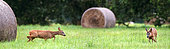 Roe deer (Capreolus capreolus) two young males playing in a clearing Marcilly sur Maulne, Indre et Loire, Centre Val de Loire Region, France