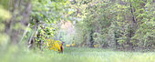 Deer (Capreolus capreolus) male eating broom flowers (Cytisus scoparius), Ménestreau en Villette, Loiret, Centre Val de Loire Region, France
