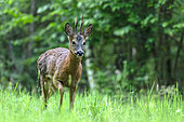 Roe deer (Capreolus capreolus) male "brocard" walking in a clearing, Ménestreau en Villette, Loiret, Centre Val de Loire Region, France