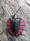 Beetle (Stolas sp) on a dead tree trunk in mountain rainforest (2000 m), Peruvian Andes, Canaan, Peru
