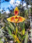 Orchidée (Maxillaria fucata) en fleur dans une formation végétale basse et pauvre (appelée ratachal) des crêtes Andines du Pérou (2000 m), Canaan, Pérou