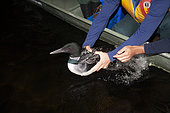 A common loon is released after biologists have taken blood samples for mercury analysis and have banded the bird. The banding of loons provides a reliable field method to re-observe individuals over many years and to track whether or not they are returning to their breeding lakes each summer. Additionally, banded loons are occasionally encountered alive or deceased on their non-breeding areas. A recovered banded loon provides important information on that individual’s or possibly, an entire breeding population’s wintering range. La Mauricie national park. Quebec. Canada