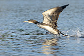 Juvenile common loon (Gavia immer) taking off. Juvenile loons are on their own after about 12 weeks. The parents head off on migration in the fall, leaving juveniles to gather into flocks on northern lakes and make their own journey south a few weeks later. Once the juveniles reach coastal waters on the ocean, they stay there for the next two years. In the third year, young loons return north, although they may not breed for several more years (on average they are six years old when they start breeding). La Mauricie national park. Quebec. Canada