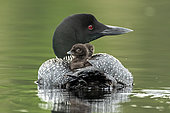 Common loon (Gavia immer) carrying two chicks on his back. Within hours of hatching, the young begin to leave the nest with the parents, swimming close by and sometimes riding on one parent's back. La Mauricie national park. Quebec. Canada