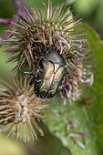 Copper chafer (Protaetia cuprea) feeding on a burdock flower (Arctium sp.), Savoie, France