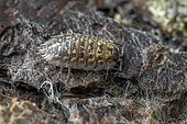 Common Shiny Woodlouse (Oniscus asellus), Cotes-d'Armor, France