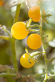 Spider mites (Tetranychus urticae) webbing on Golden Cherry Tomato (Solanum lycopersicum)