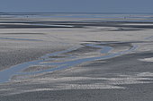 Low tide in the Bay of the Somme, le Crotoy, Somme, Picardy, France