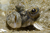 Detail of the mouth of a Common Topknot (Zeugopterus punctatus), Ile d'Oléron, Atlantic Ocean, France