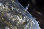 Detail of a parasite on the mouth of a Meagre (Argyrosomus regius), Ile d'Oléron, France
