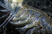 Common prawn eggs (Palaemon serratus), Ile d'Oléron, Atlantic Ocean, France