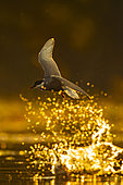 Whiskered tern (Chlidonias hybridus) in flight, Sologne pond, Loir et Cher department, Centre-Val de Loire region, France