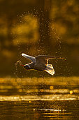 Whiskered tern (Chlidonias hybridus) snorting in flight, Sologne pond, Loir et Cher department, Centre-Val de Loire region, France