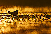 Whiskered tern (Chlidonias hybridus) at sunrise, Sologne pond, Loir et Cher department, Centre-Val de Loire region, France