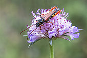 Longhorn beetle (Stenopterus rufus) on a scabiosa flower in spring, countryside near Hyères, Var, France