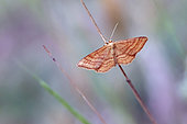 Geometer moth (Geometridae sp) on a stem in an overgrown meadow in spring, countryside near Hyères, Var, France
