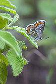 Brown Argus (Aricia agestis) on a rockrose leaf in spring, Plaine des Maures, near Les Mayons, Var, France
