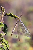 Common antlion (Myrmeleon formicarius) hanging from the tip of a rockrose leaf in spring, Maquis on a hill in the Maures massif near Hyères, Var, France