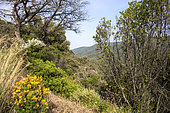 Landscape of the Maures massif in springtime, Collobrières hills, Var, France