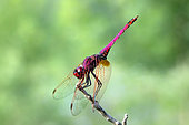 Trithemis annelé (Trithemis annulata) Mâle à l'affût sur une feuille au début de l'été, Ripisylve du Gapeau aux environs de Hyères, var, France