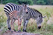 Plains Zebras (Equus quagga) in the rain in Lake Mburo National Park in Uganda