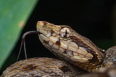 Common lancehead (Bothrops atrox), Ecuador.