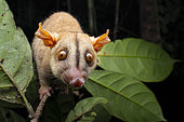 Bare-tailed woolly opossum (Caluromys philander), Saul, French Guiana