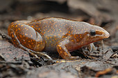 Grenouille fouisseuse au look étrange, décrite en 2021 (Synapturanus zombie), Saül, Guyane Française.