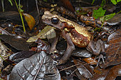 Spotted toad (Rhaebo guttatus), large Guiana toad in its environment, Régina, French Guiana.