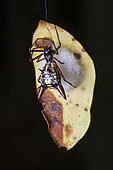 Spider (Micrathena sexspinosa) preparing its cocoon, Sinnamary, French Guiana.