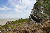 Magnificent Frigatebird (Fregata magnificens) hatching, Ile du Grand Conétable National Nature Reserve, French Guiana.