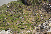 Magnificent Frigatebird (Fregata magnificens) colony hatching, Ile du Grand Conétable National Nature Reserve, French Guiana.
