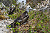Magnificent Frigatebird (Fregata magnificens) hatching, Ile du Grand Conétable National Nature Reserve, French Guiana.