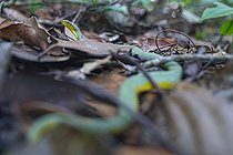 Xenodon vert (Xenodon werneri) Serpent imitant un grage jacquot venimeux, espèce elle aussi venimeuse, diurne et terrestre, Cacao, Guyane Française.