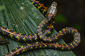 Panama Spotted Night Snake (Siphlophis cervinus) moving on a leaf, Kaw, French Guiana.