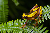 White leaf frog (Dendropsophus leucophyllatus) Small, colorful treefrog on a fern, Kaw, French Guiana.