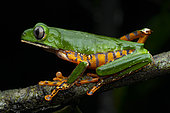 Tiger-striped leaf frog (Callimedusa tomopterna) on a liana, Kaw, French Guiana