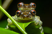 Tree frog (Scinax sp) Red-eyed tree frog amplexus, Kaw, French Guiana