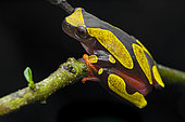 White leaf frog (Dendropsophus leucophyllatus) on a branch, French Guiana.