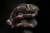 Neotropical Snail-eater (Dipsas indica) youngster resting on a branch, Kaw, French Guiana.
